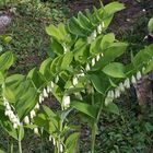 Polygonatum latifolium - Breitblättriges Salomonsiegel oder  ...Weißwurz