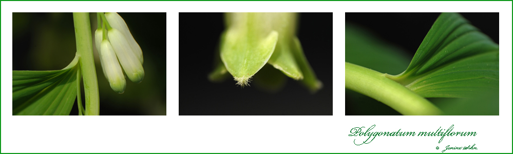 Polygonatum multiflorum