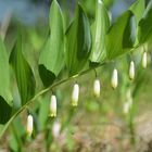 Polygonatum odoratum