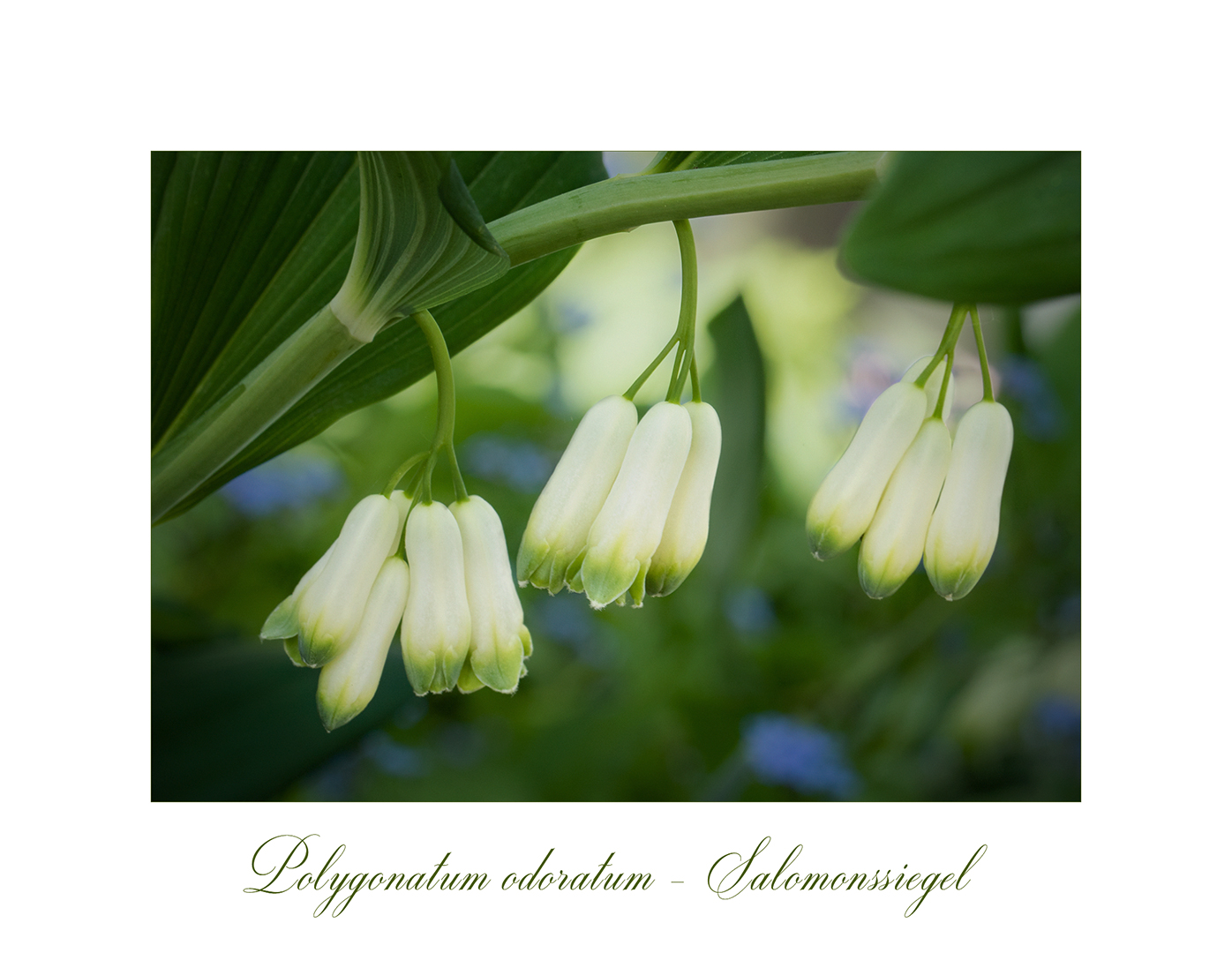 Polygonatum odoratum - Wohlriechende Weißwurz...