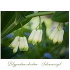 Polygonatum odoratum - Wohlriechende Weißwurz...