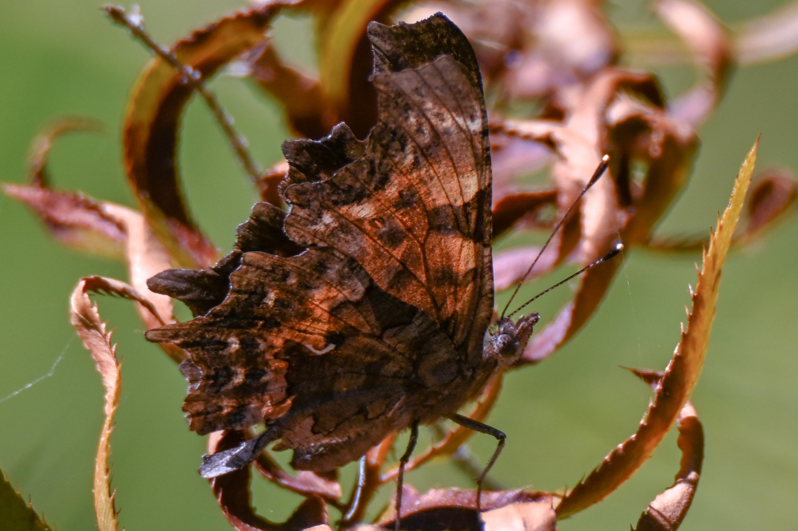 Polygonia