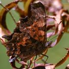 Polygonia