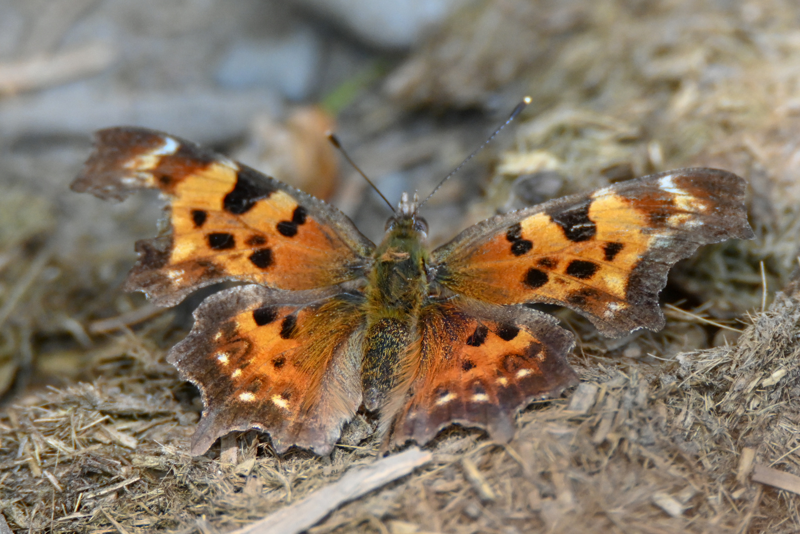 Polygonia 