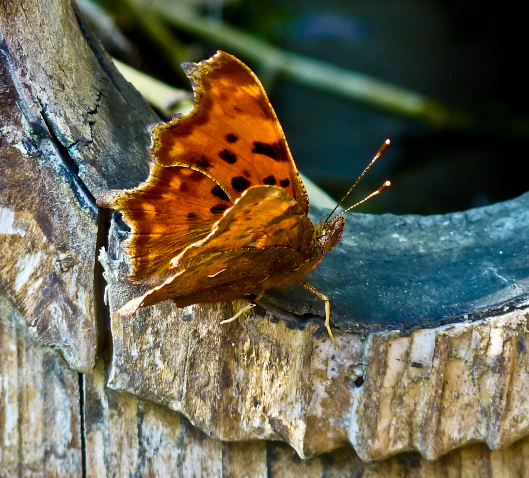 Polygonia Butterfly