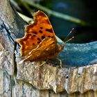 Polygonia Butterfly