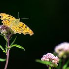 Polygonia c-album