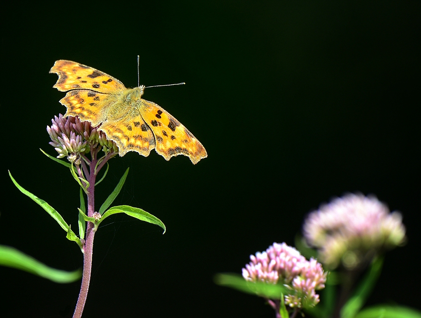 Polygonia c-album