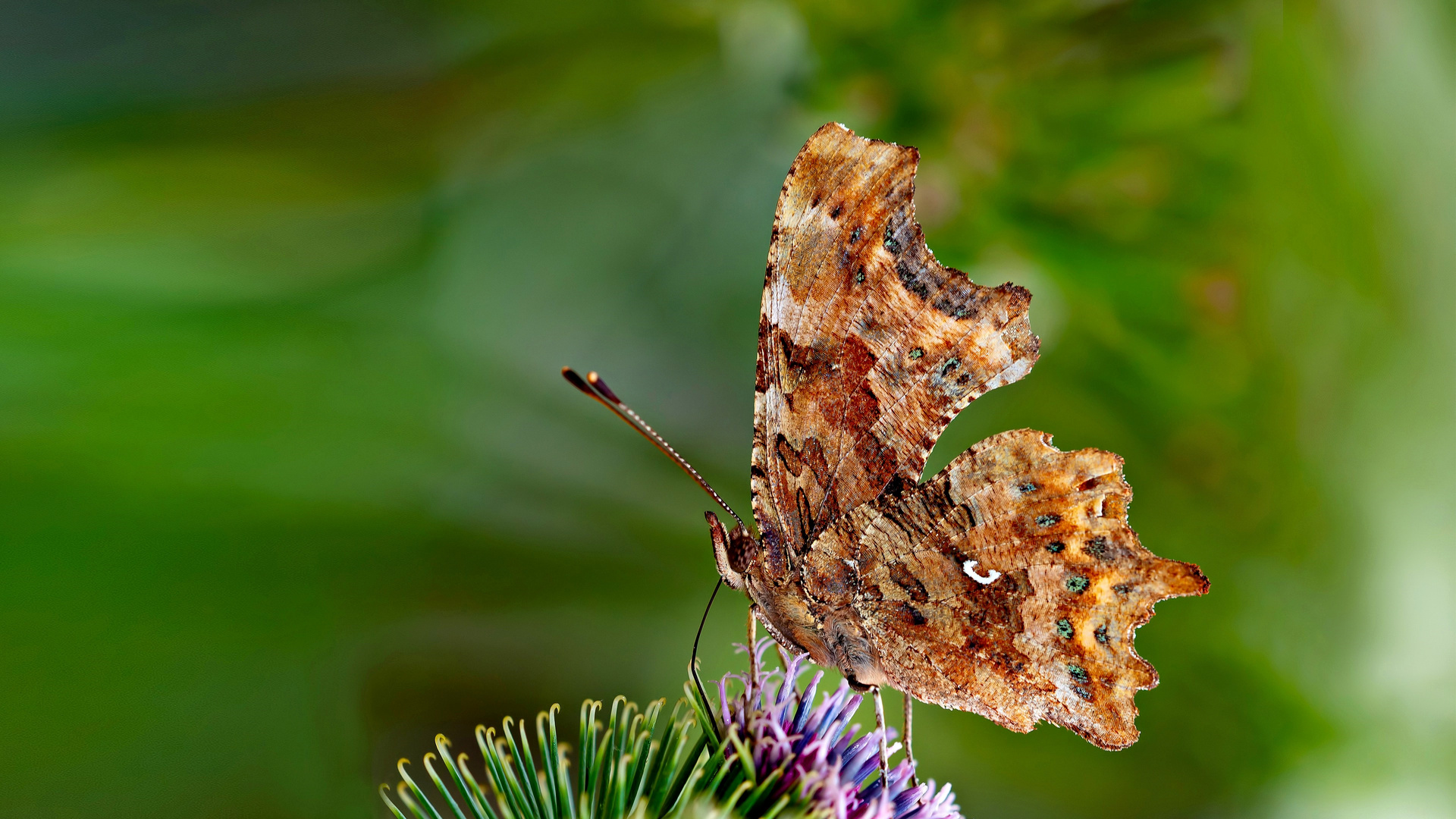 Polygonia c-album