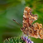 Polygonia c-album