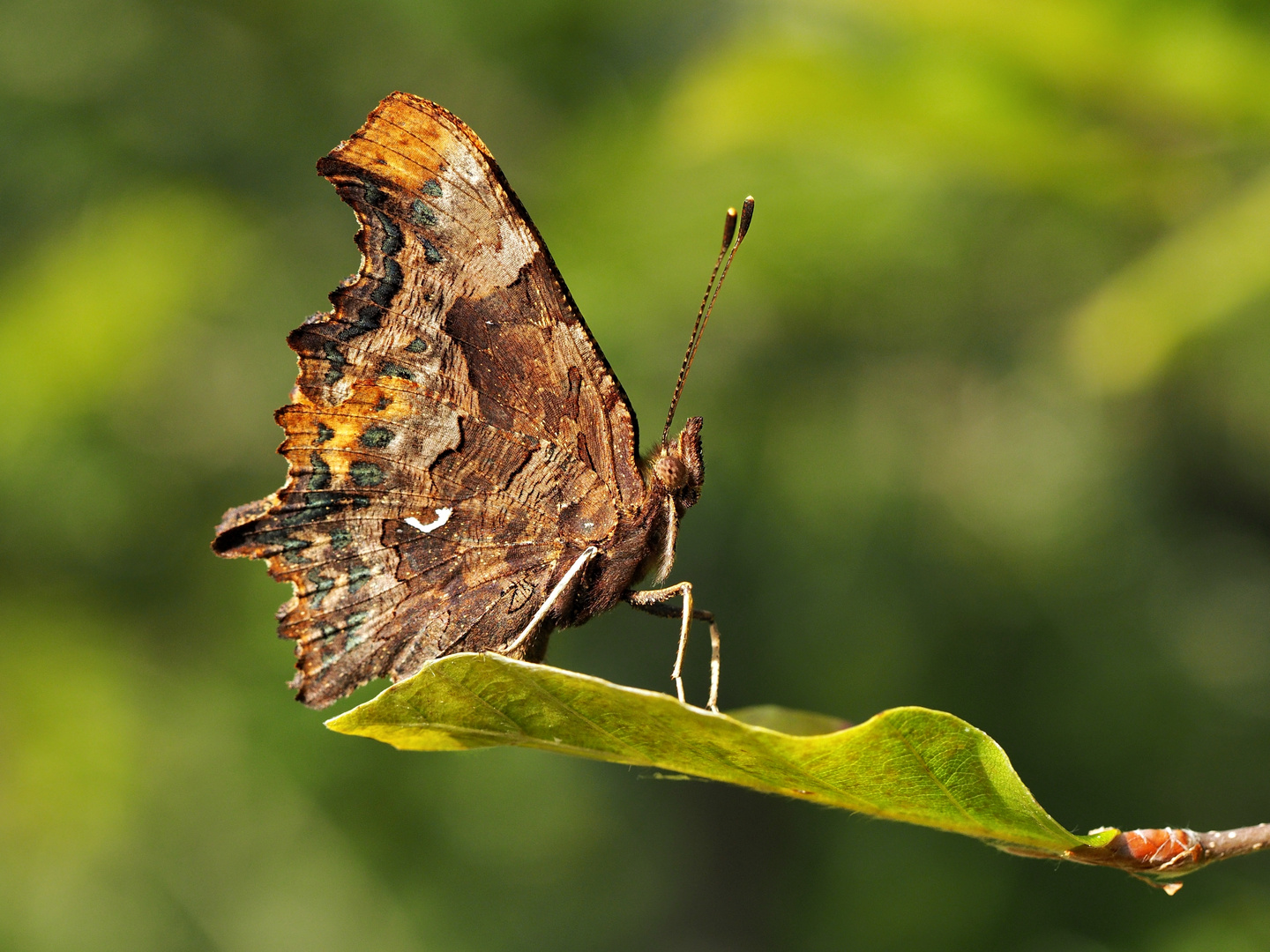 Polygonia c-album