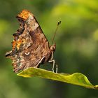 Polygonia c-album