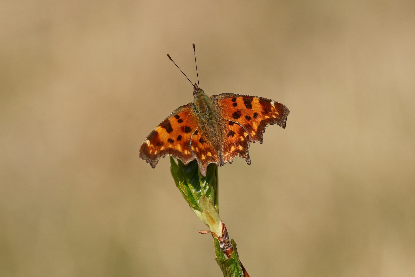 Polygonia c-album...