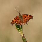 Polygonia c-album...