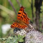 Polygonia c-album