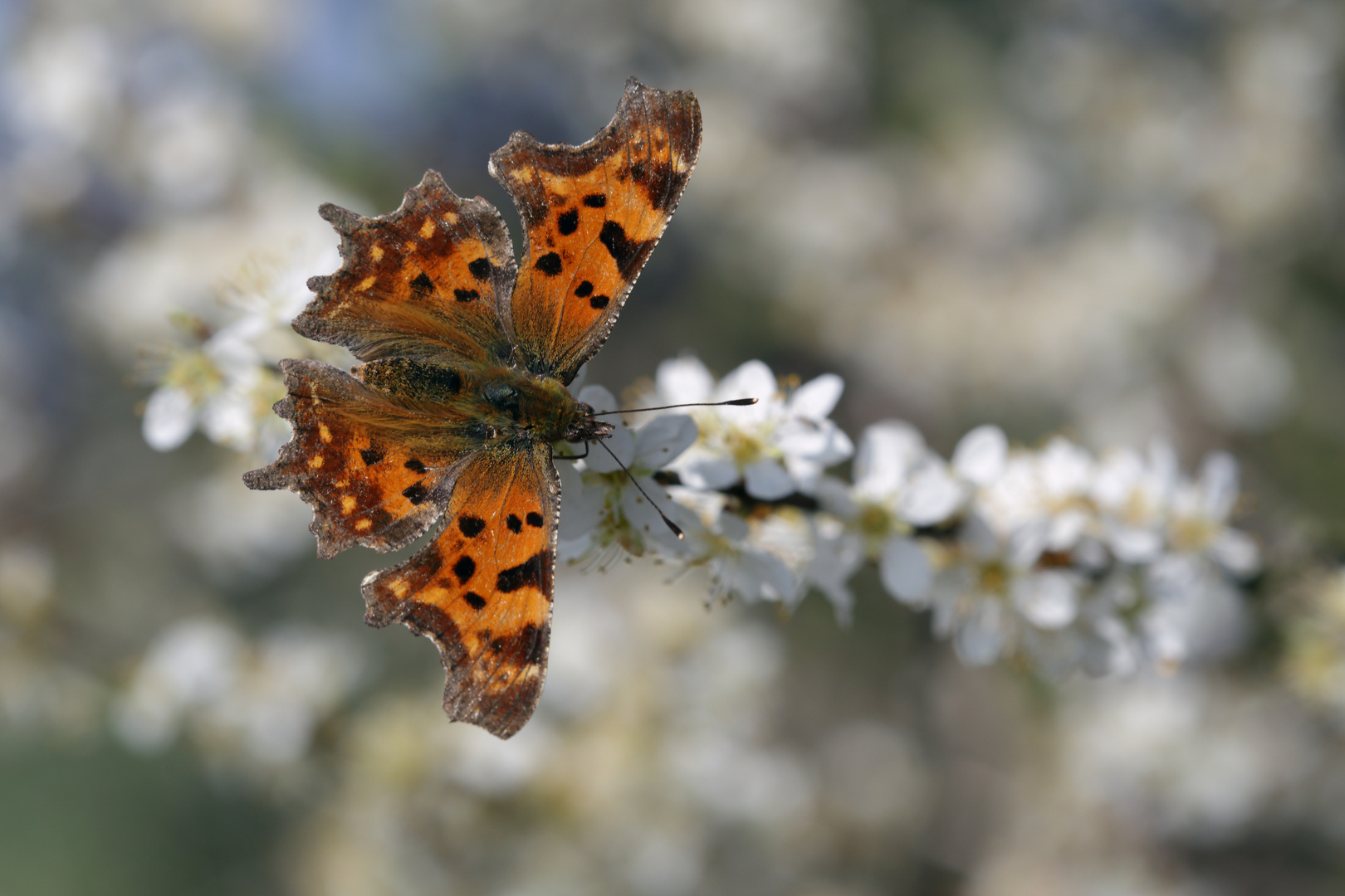 Polygonia c-album