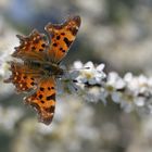 Polygonia c-album