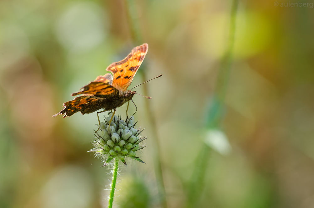 Polygonia C-Album