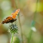 Polygonia C-Album