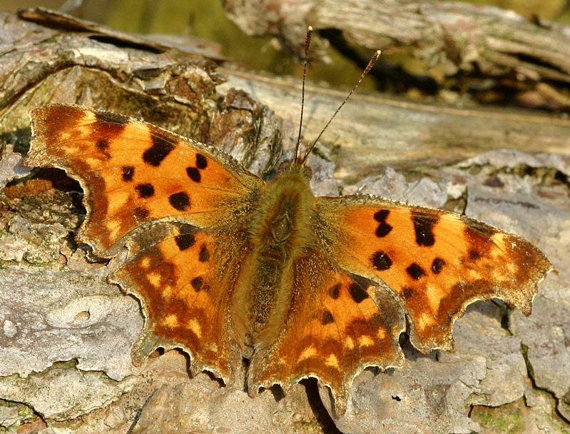 Polygonia C-album