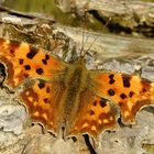 Polygonia C-album