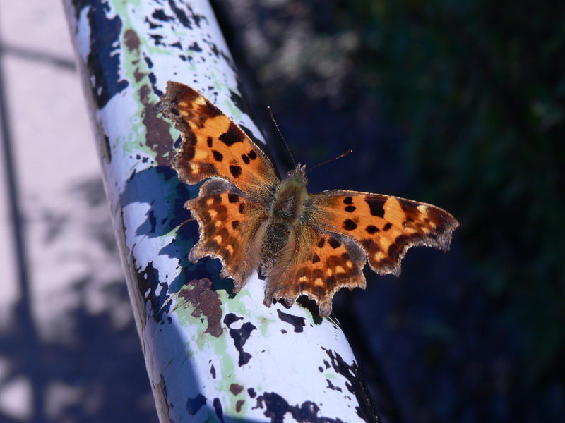 Polygonia c-album