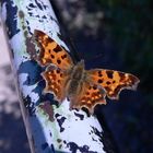 Polygonia c-album