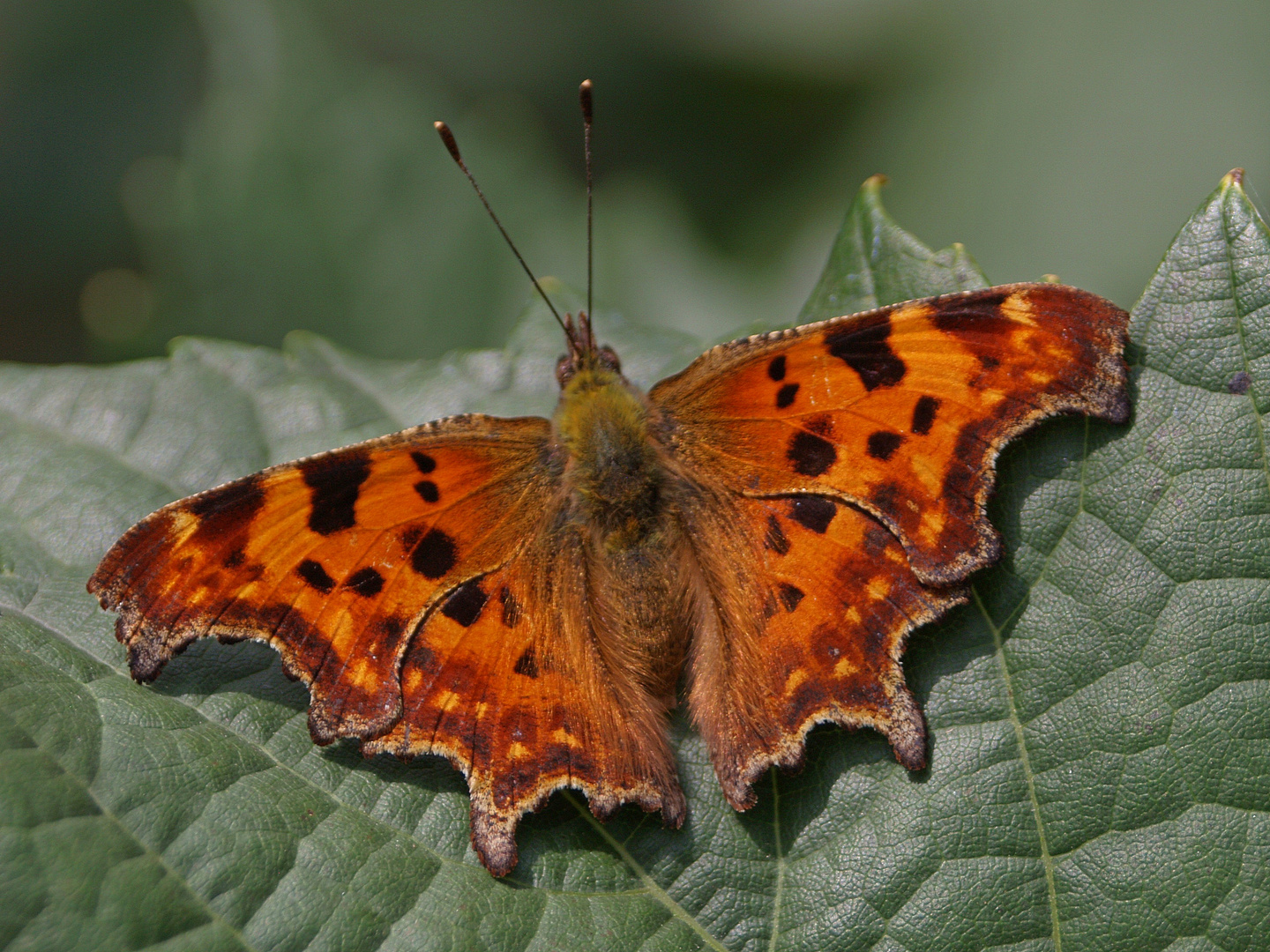 Polygonia c-album