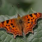 Polygonia c-album