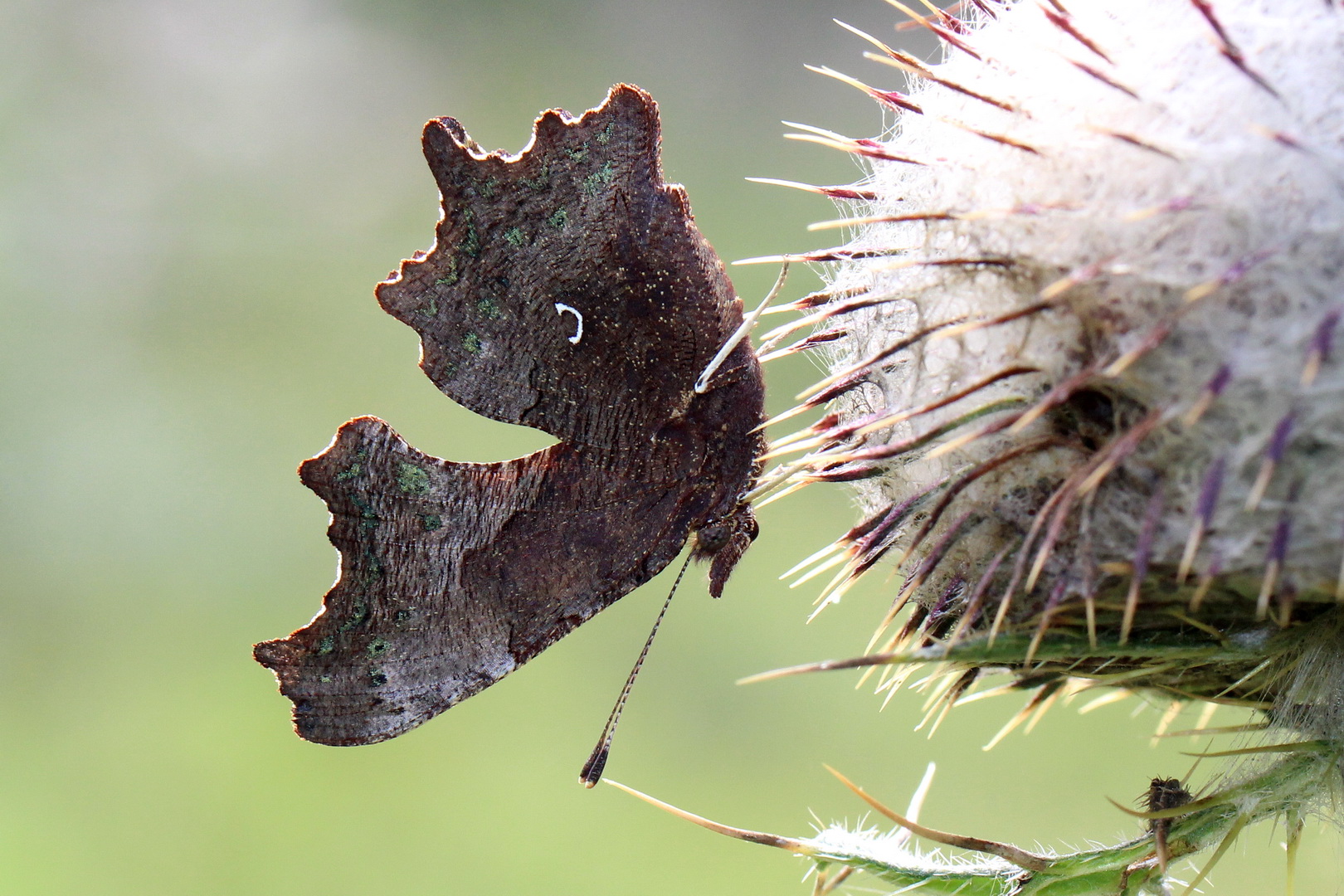 Polygonia c-album