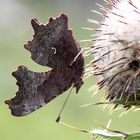 Polygonia c-album