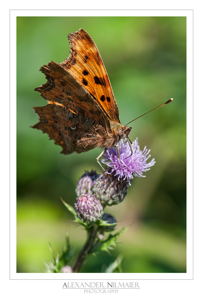 Polygonia c-album