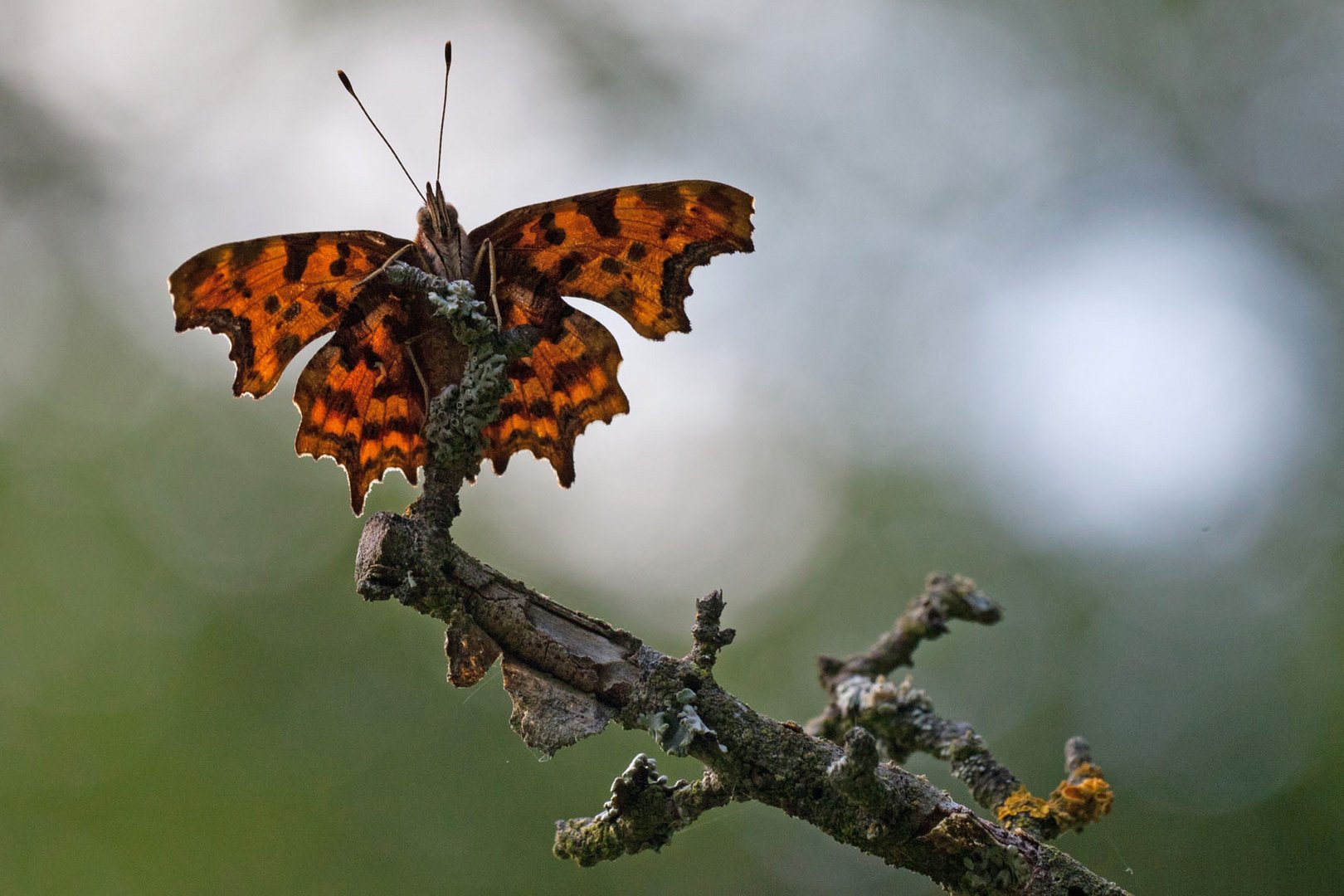 POLYGONIA C - ALBUM