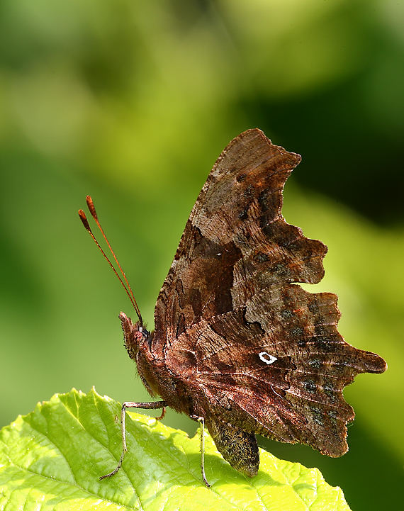 Polygonia C-album