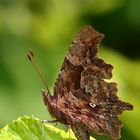 Polygonia C-album