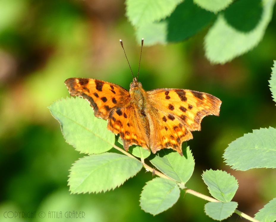 Polygonia c-album