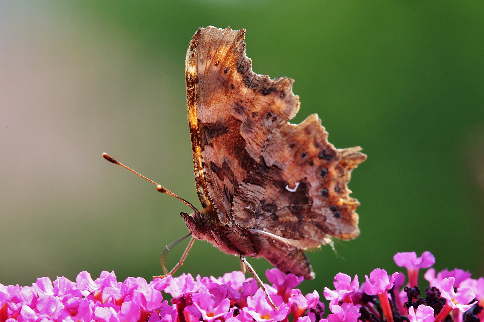 Polygonia c-album