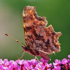 Polygonia c-album