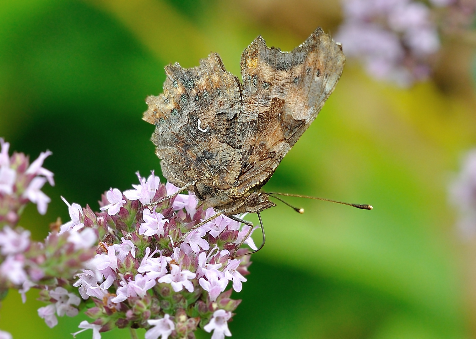 Polygonia c-album