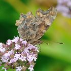 Polygonia c-album