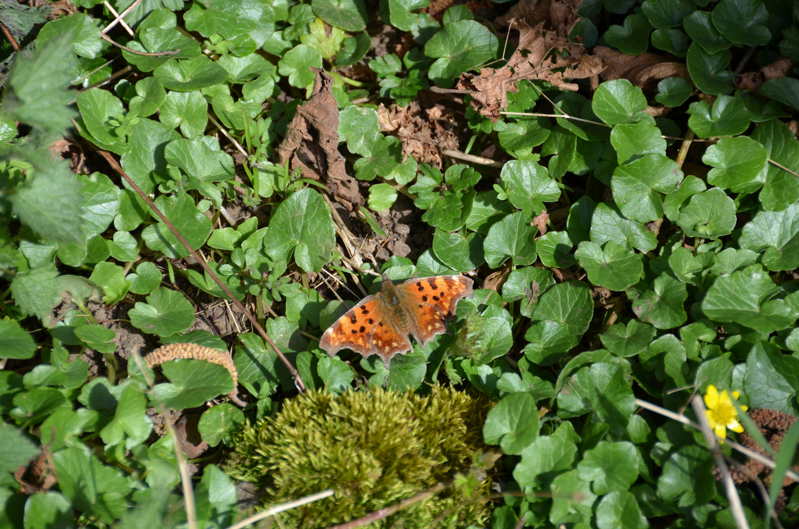 Polygonia c-album / C-Falter