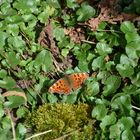 Polygonia c-album / C-Falter