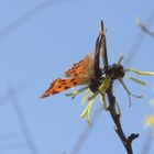 Polygonia c- album- C Falter 2 