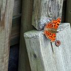 Polygonia c-album - C-Falter