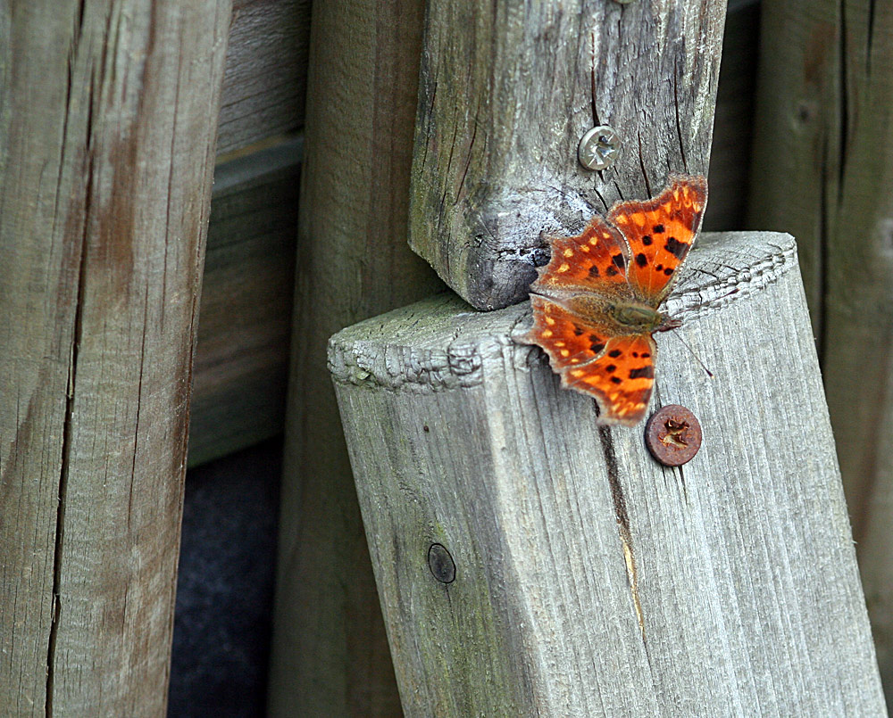 Polygonia c-album - C-Falter