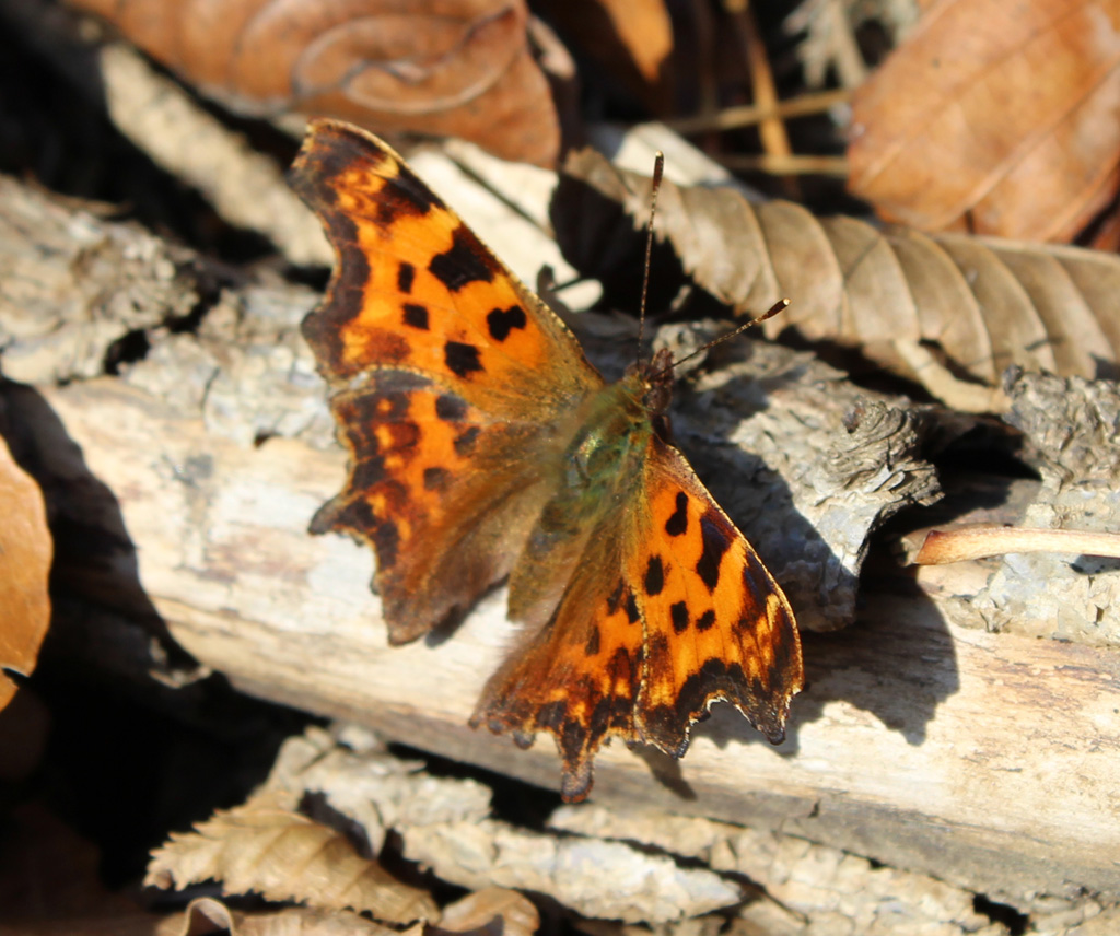 Polygonia c- album- C Falter 