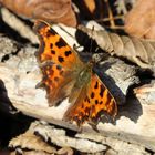 Polygonia c- album- C Falter 