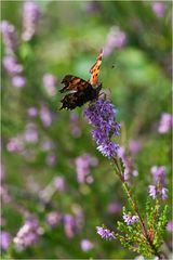 Polygonia c-album - C-Falter...