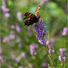 Polygonia c-album - C-Falter...