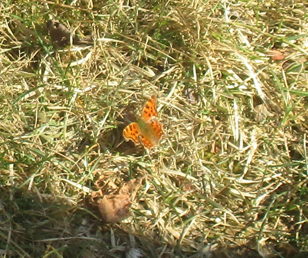 Polygonia c- Album- C Falter